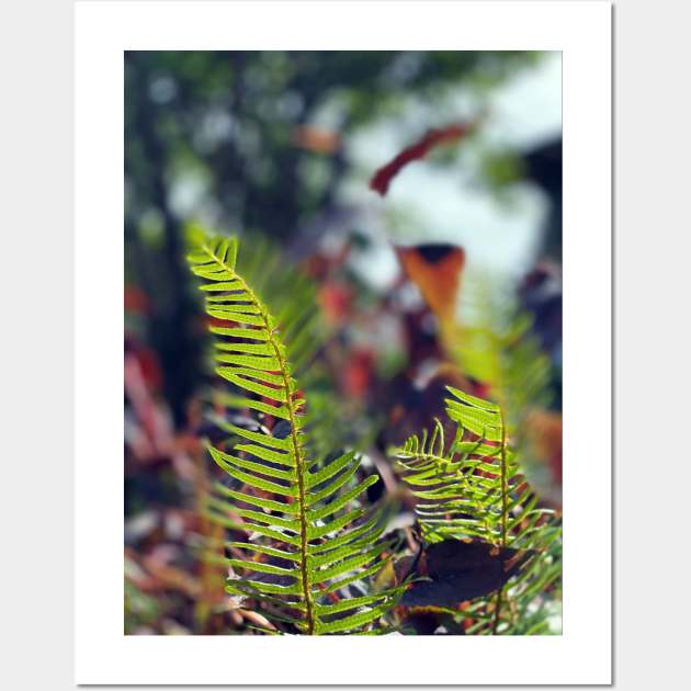 Ferns in Spring Wall Art by Nicholas Lee